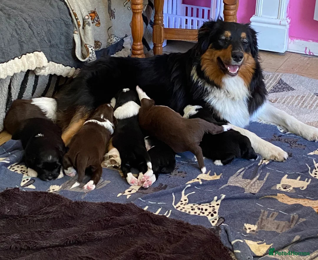 Mixed Breed dogs for sale: Australian Shepherd x Springer Spaniel Puppies in Malmesbury - Advert 1