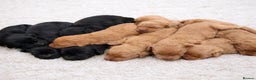 Labradoodle dogs for sale: Beautiful Champion Line F1 Labradoodle Puppies - Advert 4