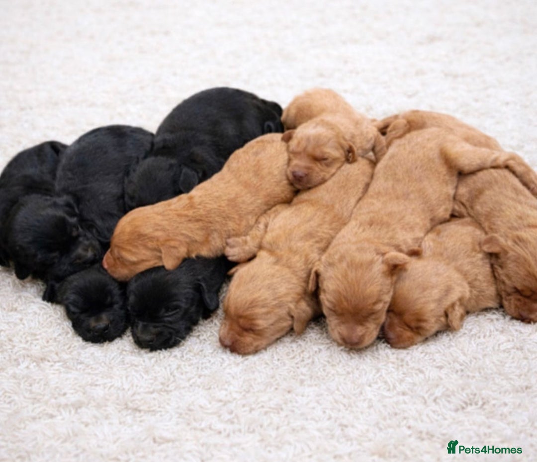 Labradoodle dogs for sale: Beautiful Champion Line F1 Labradoodle Puppies - Advert 4