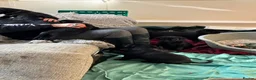 Mixed Breed dogs for sale: Stunning rotticorsos ready now in Doncaster - Advert 4