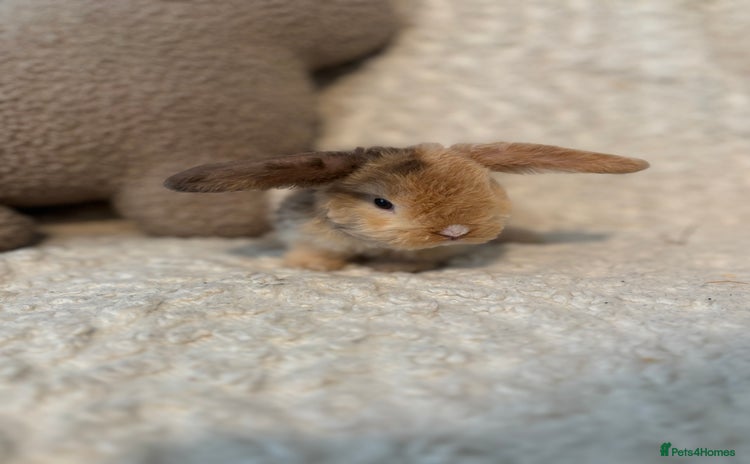 Mini Lop rabbits - Advert 5