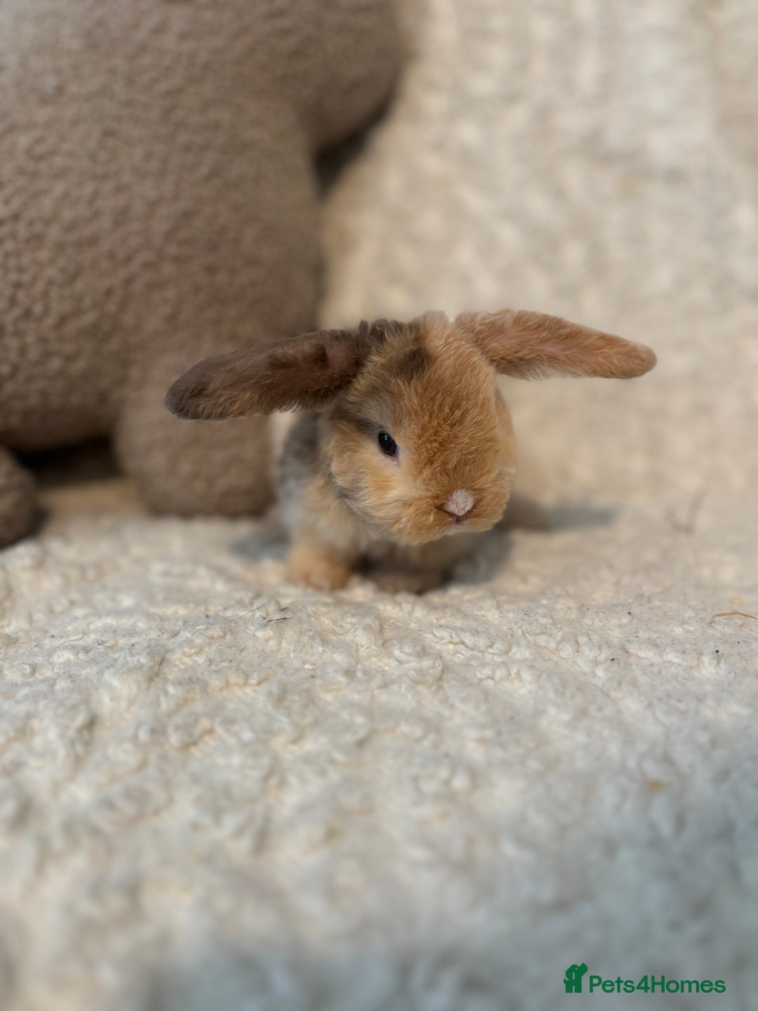 Mini Lop rabbits for sale: Mini plush lop babies 🫶🏻 ready to reserve! ✨  - Image 1
