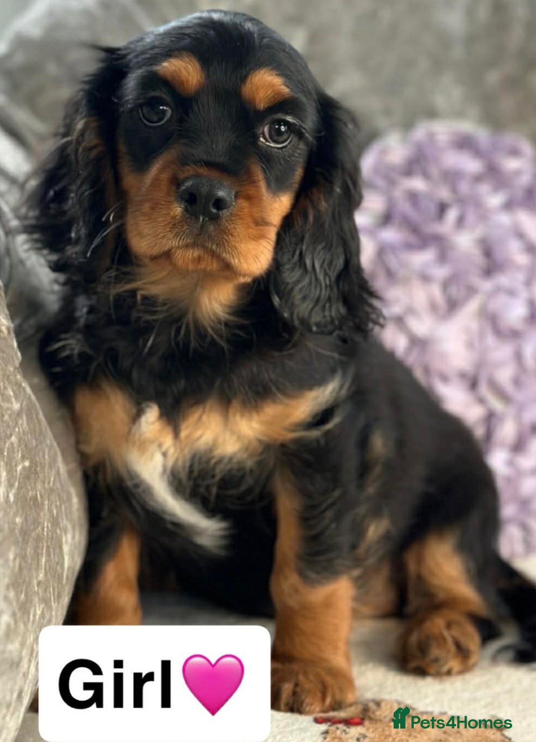 Cavalier King Charles Spaniel dogs for sale: Stunning KC registered Cavalier Pups - Advert 7