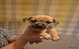 Jug dogs for sale: Jack russel x pug - Advert 8