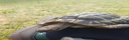 Hermann Tortoise reptiles for sale: Salad the tortoise  in Newry - Advert 2
