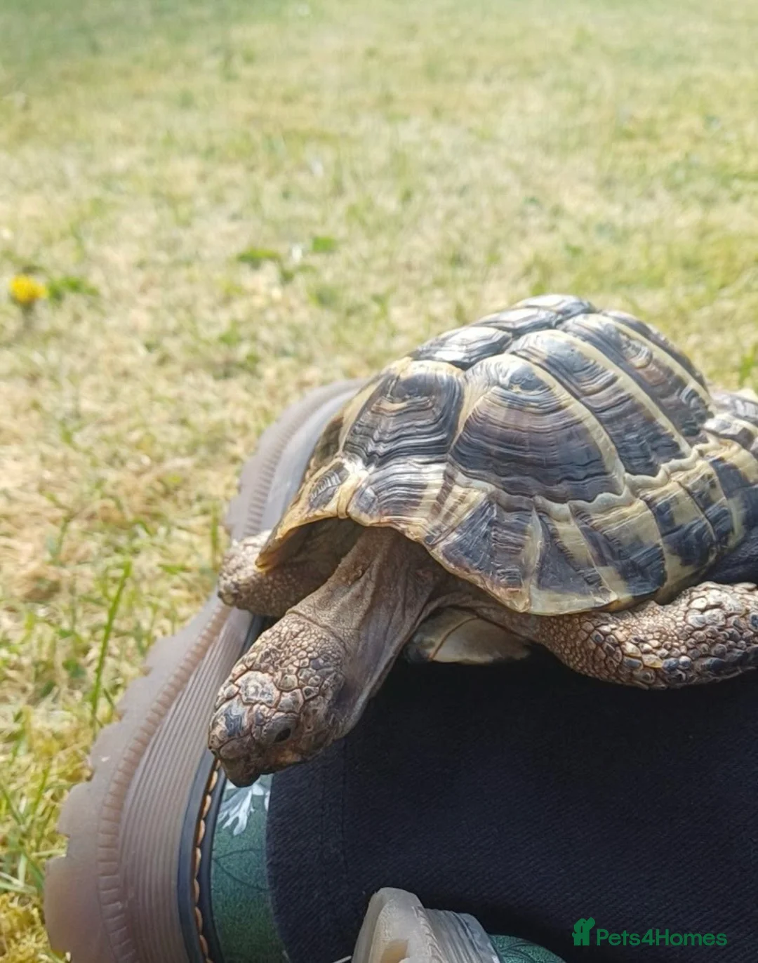 Hermann Tortoise reptiles for sale: Salad the tortoise  in Newry - Advert 2