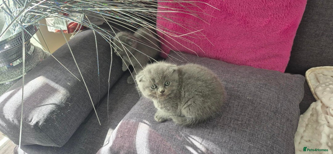 Scottish Fold cats for sale: Scottish fold short hair  Kittens  - Image 3