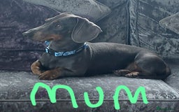 Miniature Dachshund dogs for sale: Minature dachshund  - Image 3