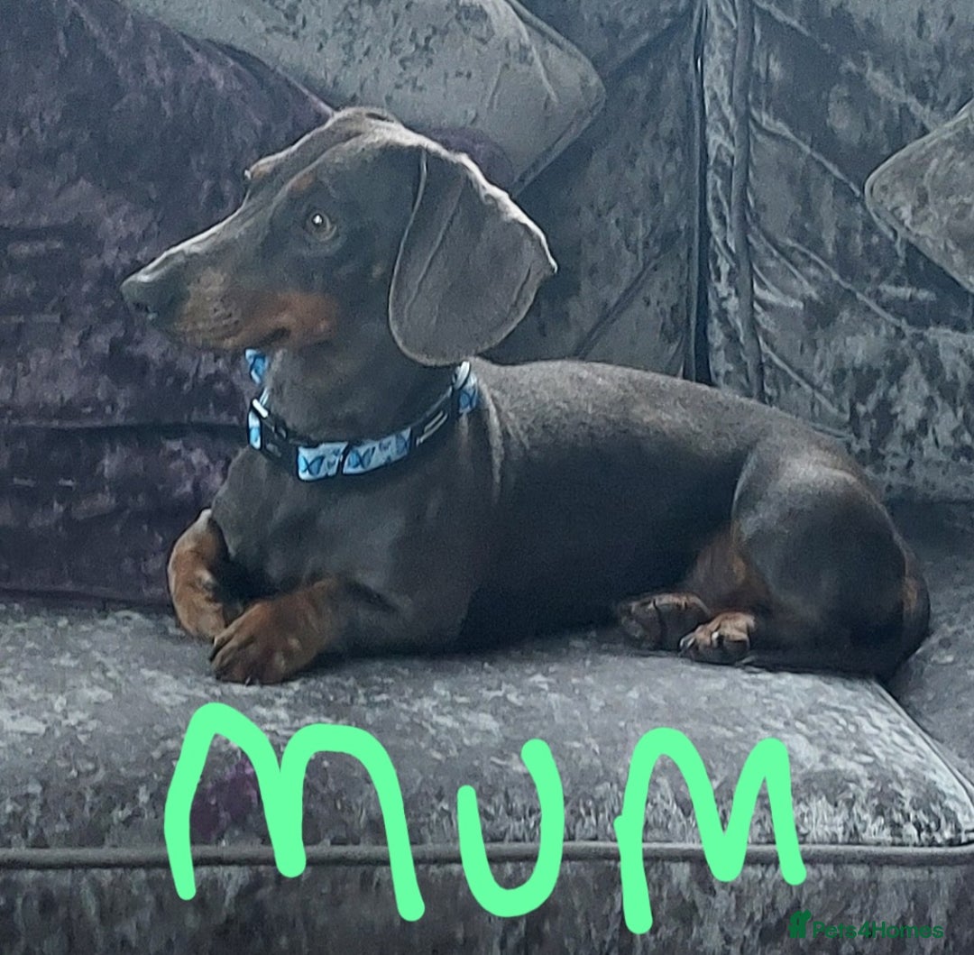 Miniature Dachshund dogs for sale: Minature dachshund  - Image 3
