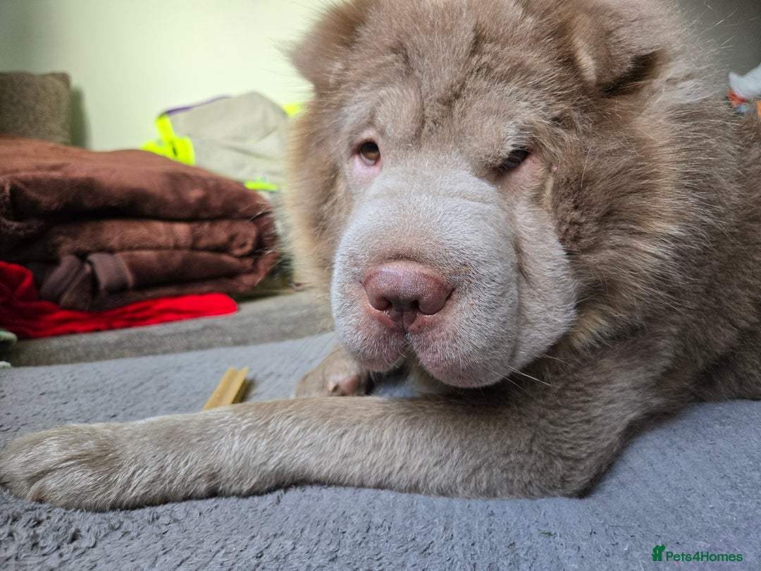 Shar Pei dogs for stud: Beautiful Bear Coat Shar Pei for stud🔥🔥🔥 - Advert 5