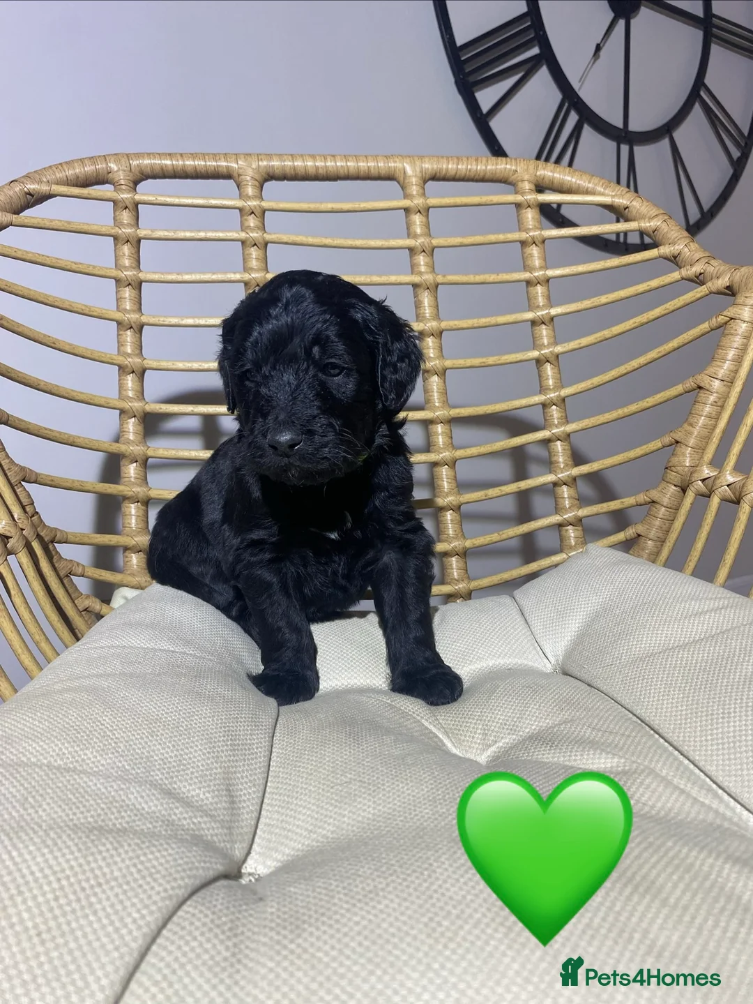 Goldendoodle dogs for sale: F1 Goldendoodles 🖤💛 - Advert 25