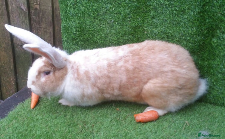 Continental Giant rabbits - Advert 2