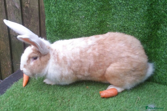 Continental Giant rabbits - Advert 3