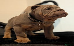 English Bulldog dogs for sale: English bulldog  - Image 12