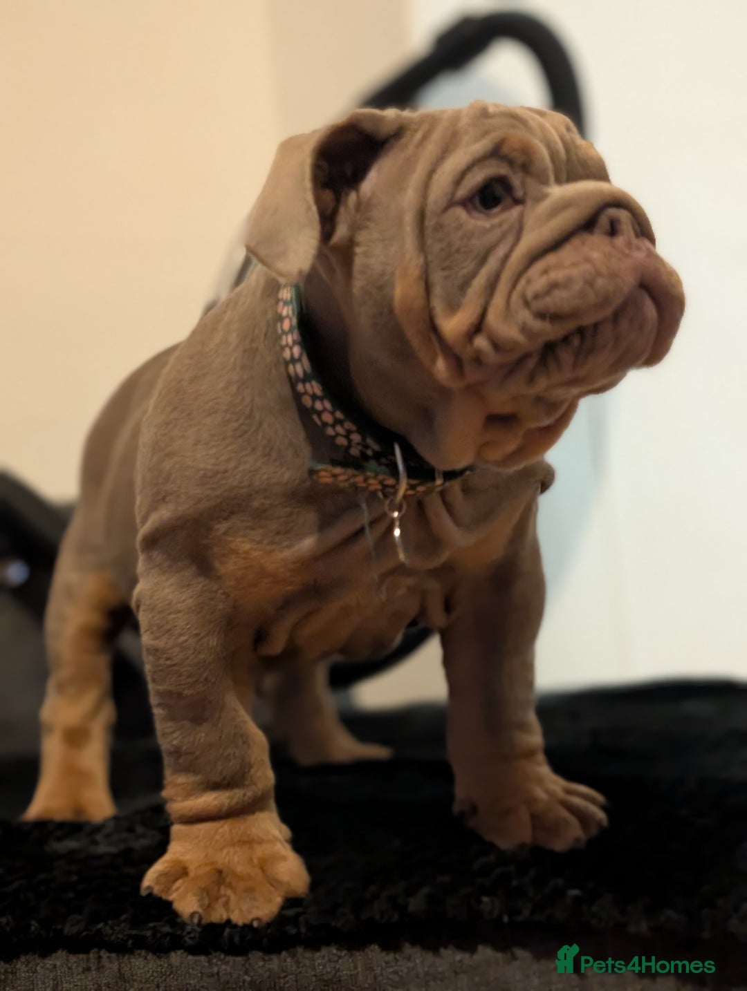 English Bulldog dogs for sale: English bulldog  - Image 12