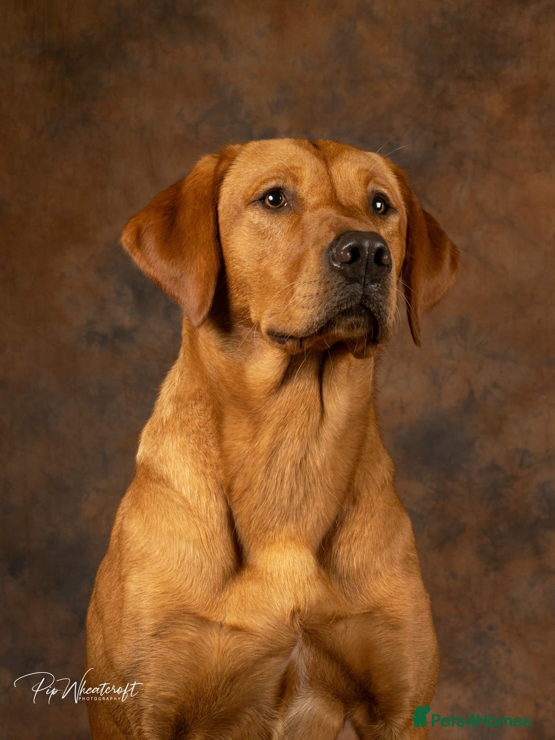 Labrador Retriever dogs for sale: KC Fox Red Labrador Pups FTCH Sire - Health Tested - Advert 19