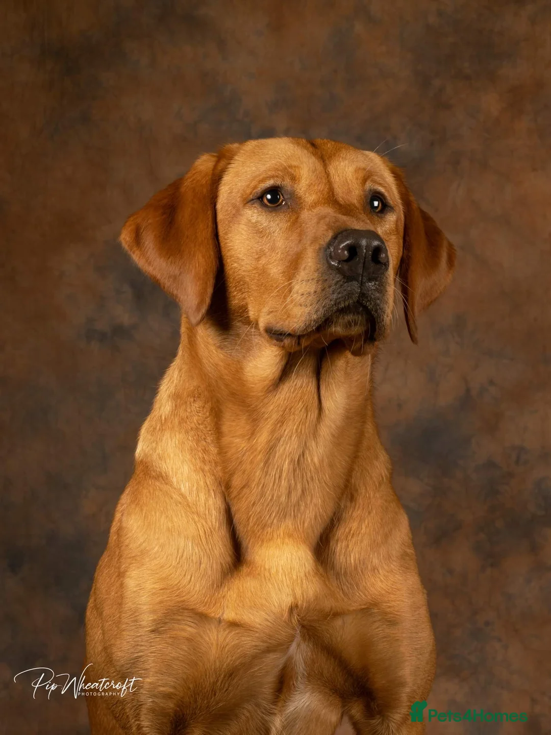 Labrador Retriever dogs for sale: KC Fox Red Labrador Pups FTCH Sire - Health Tested - Advert 19