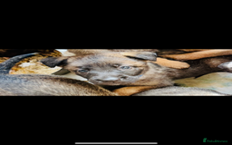 Belgian Shepherd Dog dogs for sale: Skye x Nines very last litter ever! 3B &7G  - Image 5