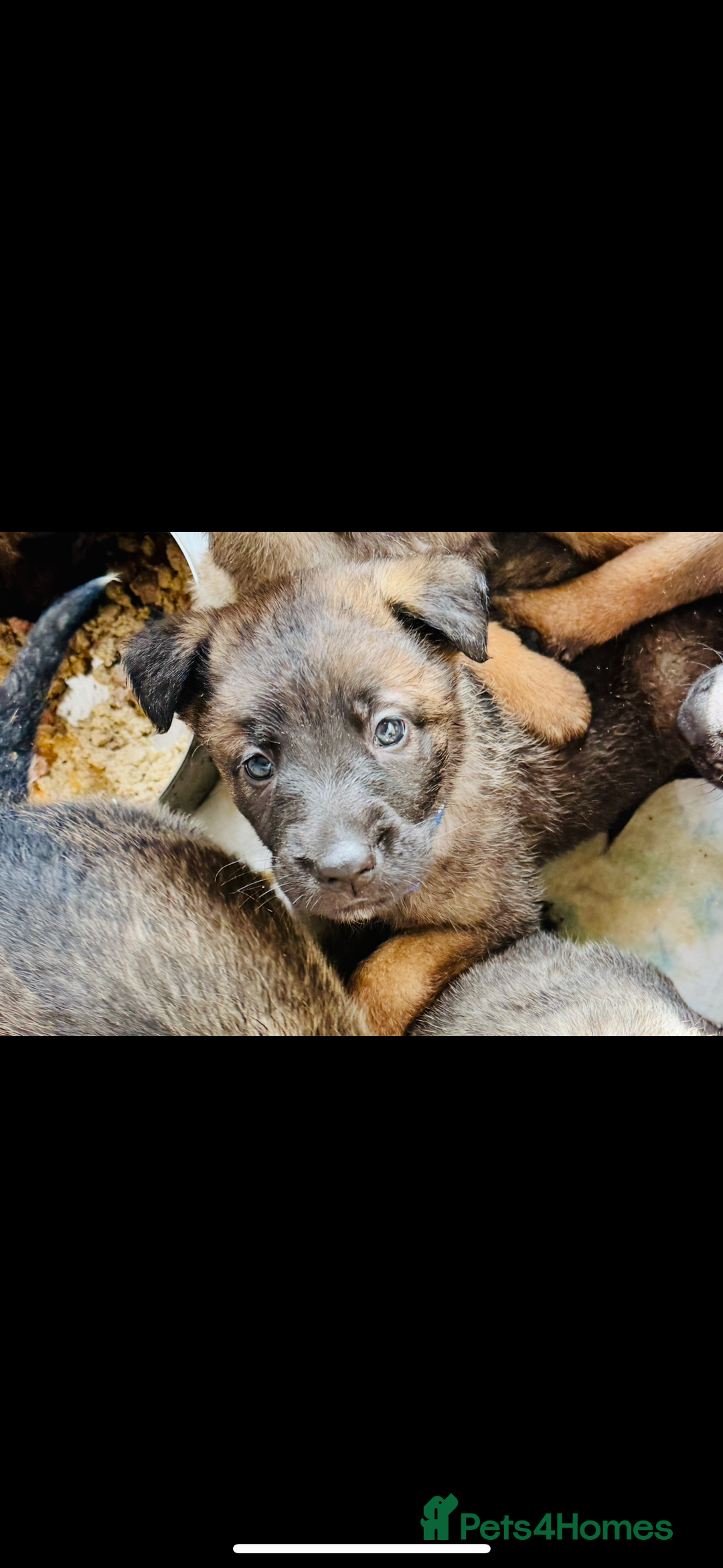 Belgian Shepherd Dog dogs for sale: Skye x Nines very last litter ever! 3B &7G  - Image 5