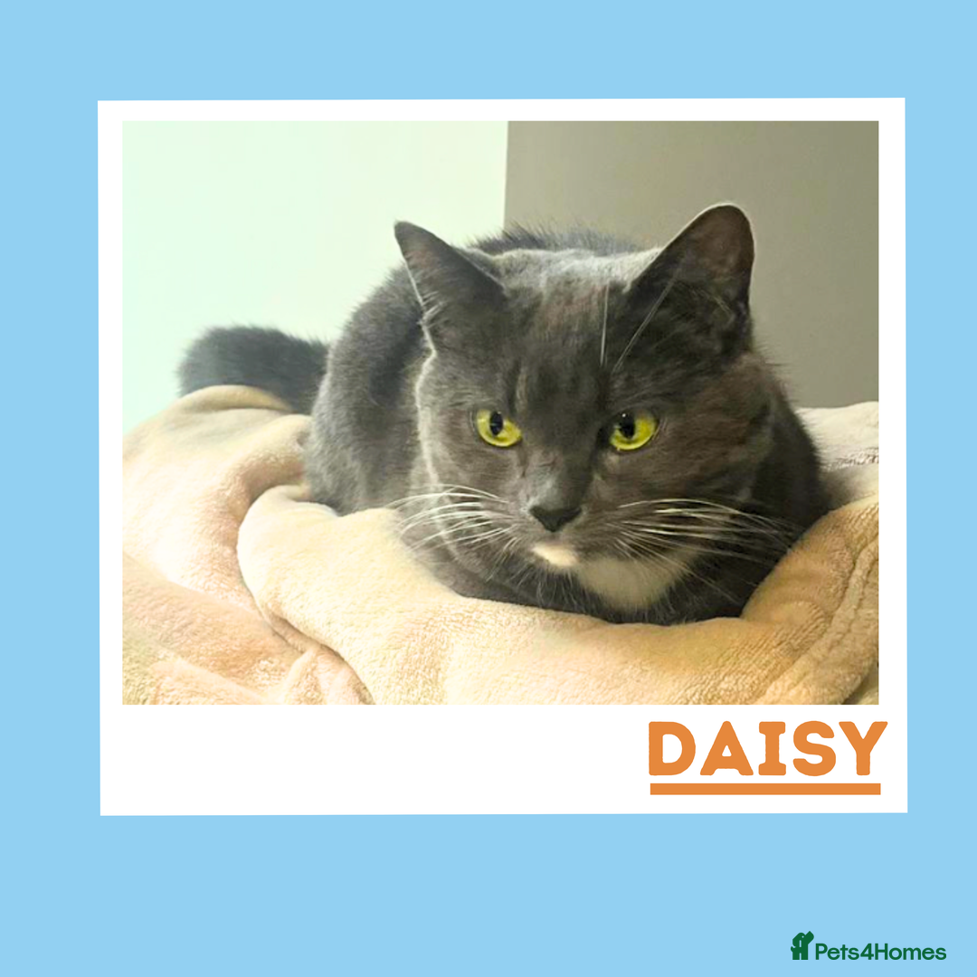 Mixed Breed cats for adoption: Daisy is a gentle, cuddly sweetheart - Advert 3
