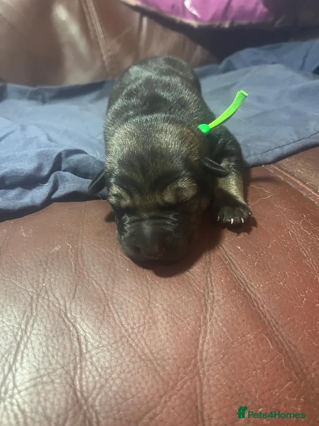 Mixed Breed dogs for sale: Shollies puppies - Advert 8
