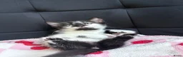 Mixed Breed cats for sale: Beautiful kittens  - Advert 12