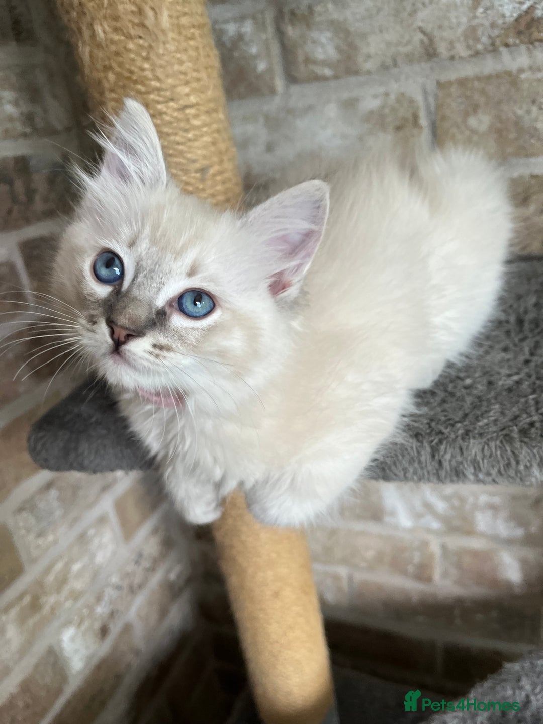 Ragdoll cats for sale: One female Ragdoll left  in Cambridge - Image 23