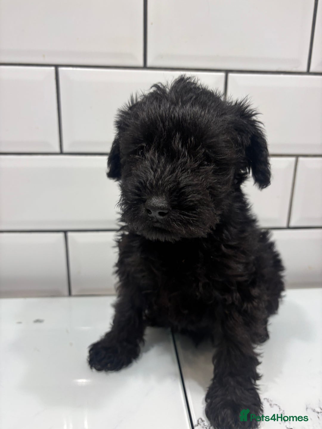 Schnoodle dogs for sale: Truly gorgeous F1 Schnoodle Puppies  - Advert 4