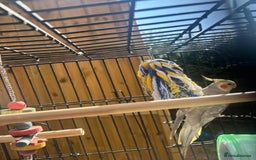 Cockatiels birds for sale: Cockatiel - Image 1