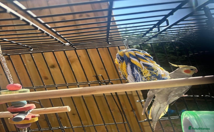 Cockatiels birds - Advert 4