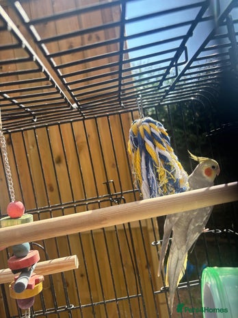 Cockatiels birds - Advert 15