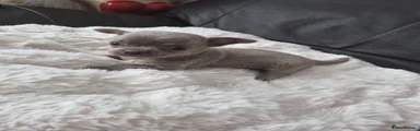 Chihuahua Puppy 2