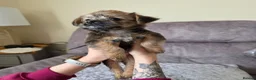 Mixed Breed dogs for sale:  **  chorkie x jackapoo puppies  - Advert 11