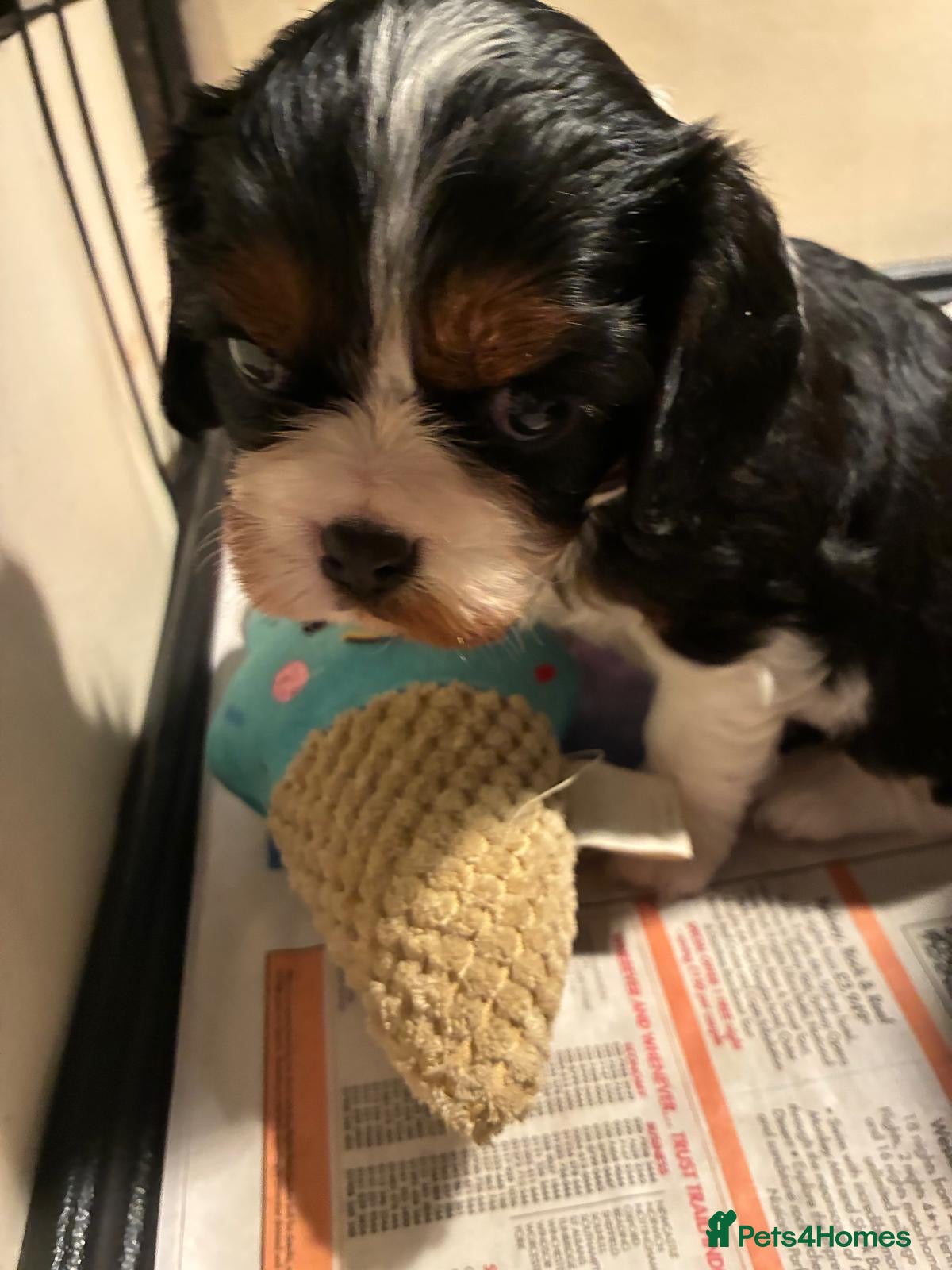 Cavalier King Charles Spaniel dogs for sale: One quality boy available to reserve   - Advert 2