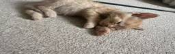 Mixed Breed cats for sale: Gorgeous Gingers  in Ashford - Advert 9