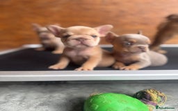 French Bulldog dogs for sale: Fluffy French Bulldogs/DNA Tested Parents  - Image 1