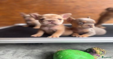 French Bulldog dogs - Advert 5