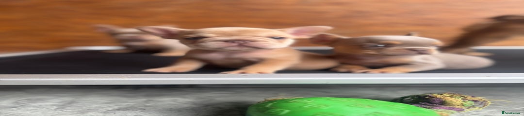 French Bulldog Puppy 6