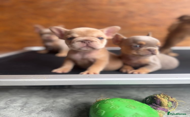 French Bulldog dogs - Advert 15