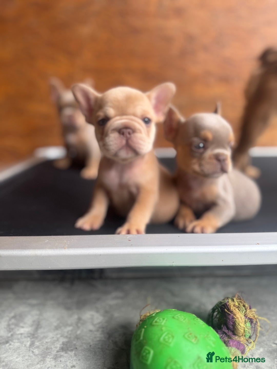 French Bulldog dogs for sale: Fluffy French Bulldogs/DNA Tested Parents  - Image 1
