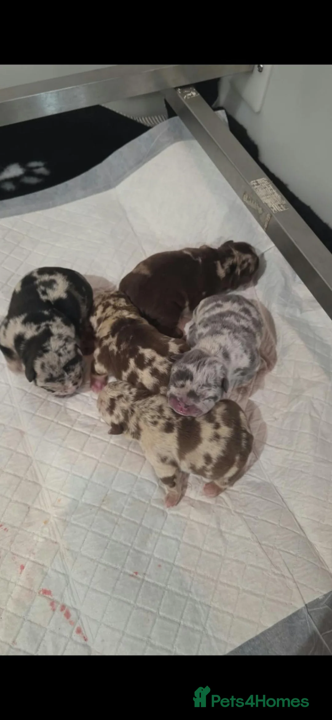 English Bulldog dogs for sale: British bulldog pups - Advert 6
