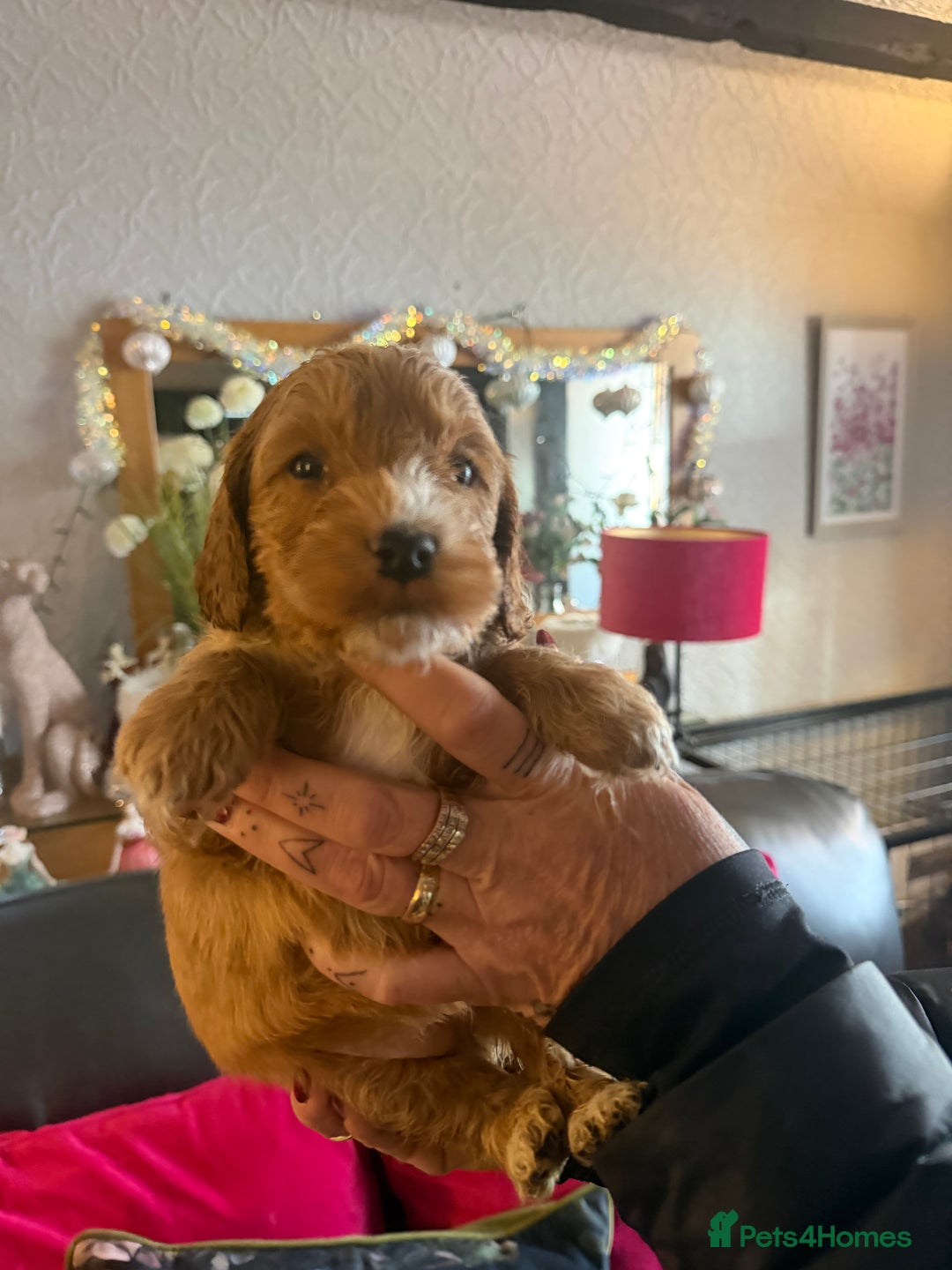 Cockapoo dogs for sale: Cockapoo pups one boy available  - Advert 22