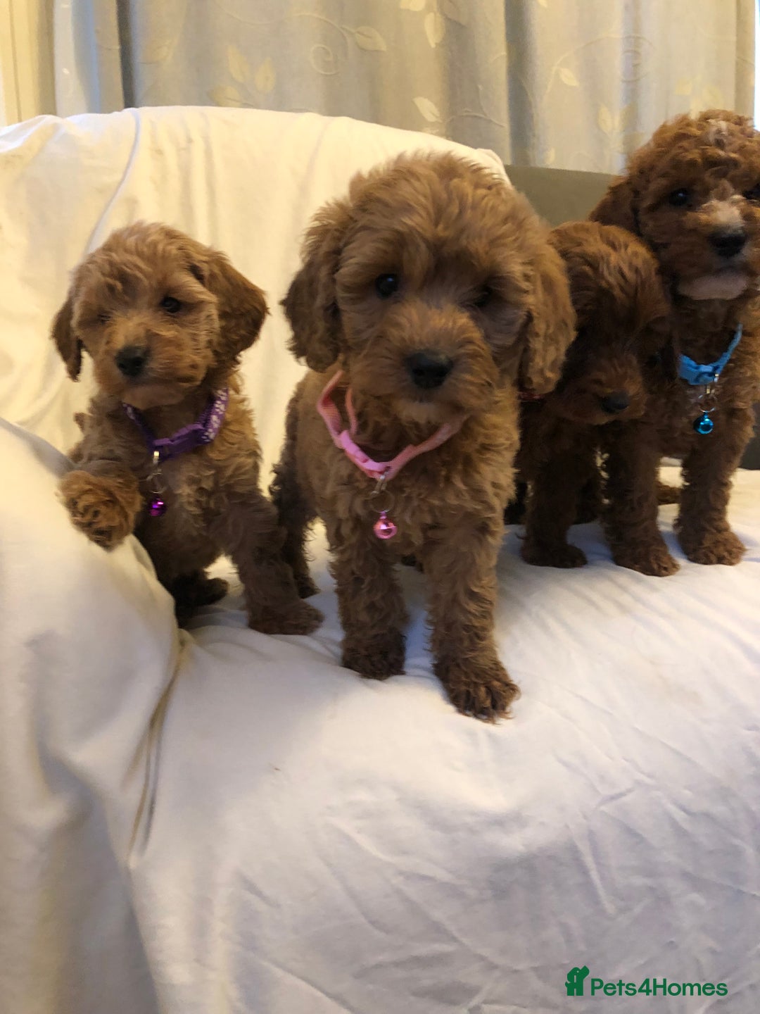 Cockapoo dogs for sale: Cockapoos - Advert 20