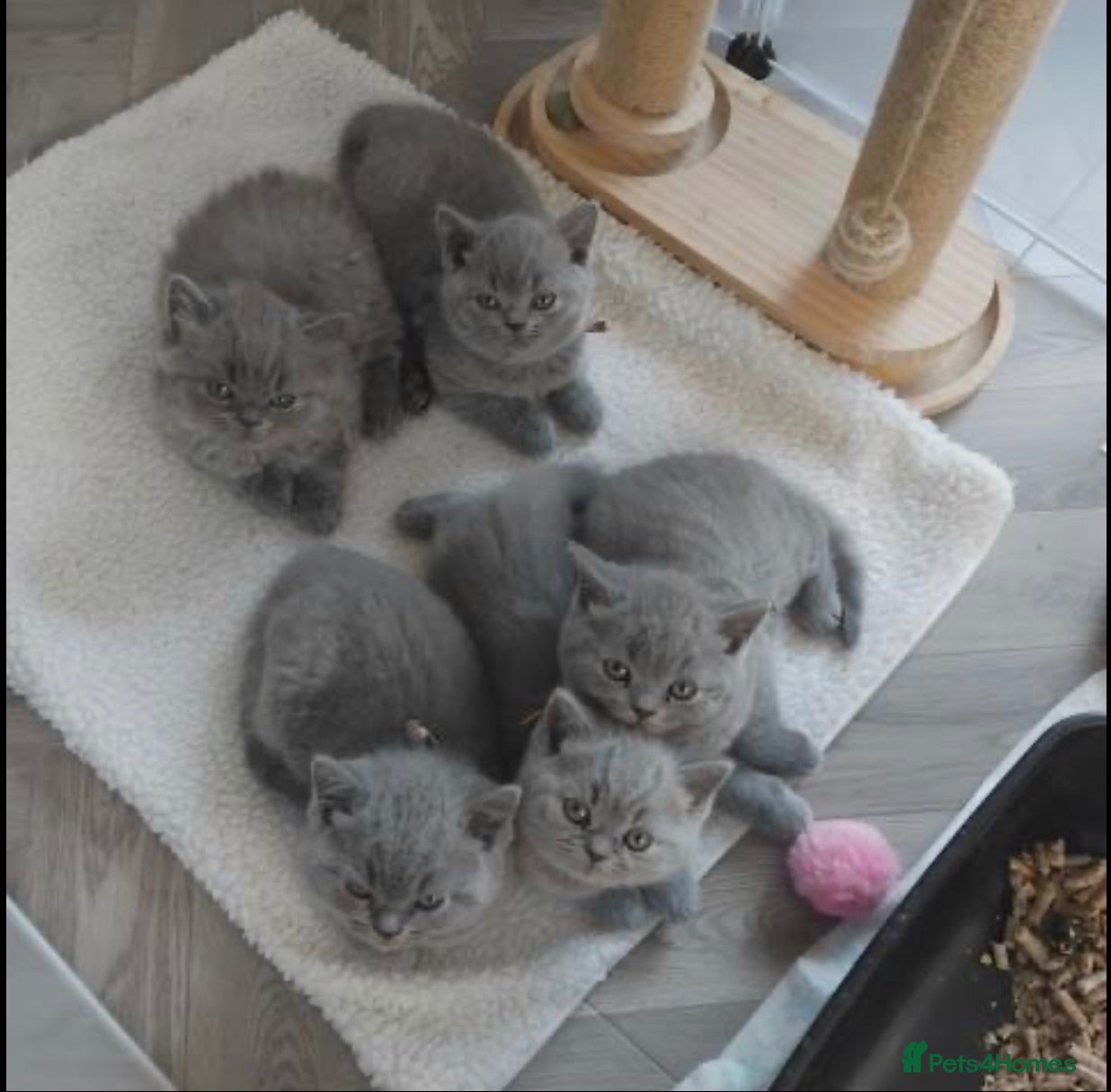 British Shorthair cats british shorthair blue - Advert 1