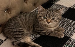 Mixed Breed cats for sale: Female mixed tabby  - Image 11