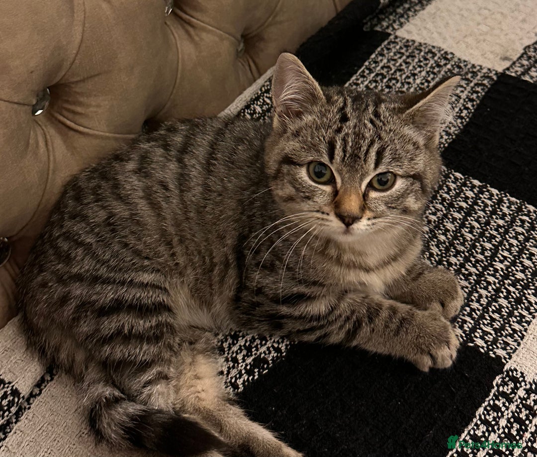 Mixed Breed cats for sale: Female mixed tabby  - Image 11