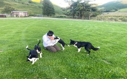 Border Collie dogs for sale: Tri coloured border collie pups - Image 5