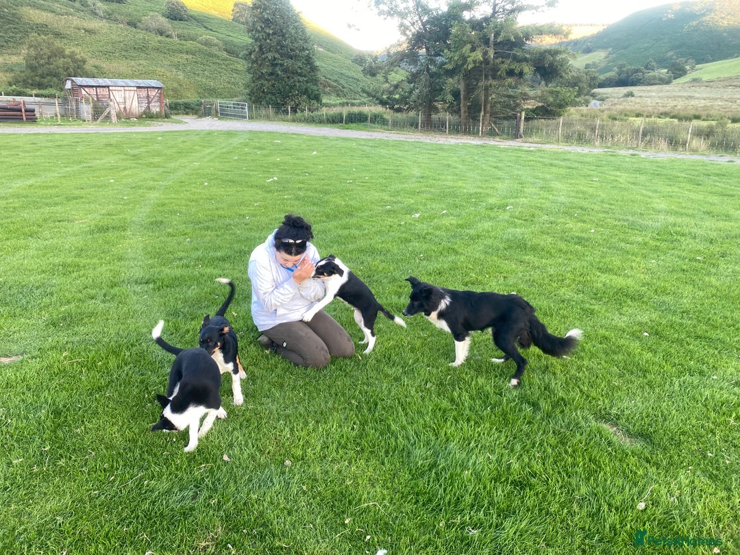 Border Collie dogs for sale: Tri coloured border collie pups - Image 5