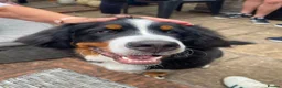 Bernese Mountain Dog dogs for sale: Buzz - Male Bernese Mountain Dog 20 months in Market Harborough - Advert 16
