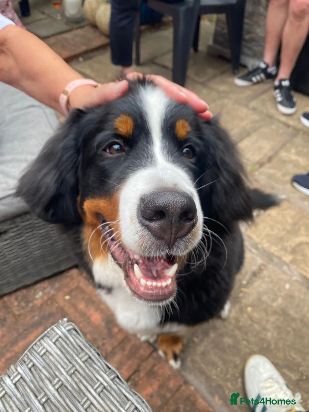 Bernese Mountain Dog dogs for sale: Buzz - Male Bernese Mountain Dog 20 months in Market Harborough - Advert 16